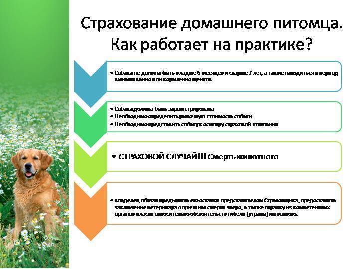 Страхование животных в россии. правила страхования животных сельскохозяйственных и домашних :: businessman.ru