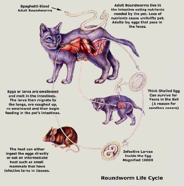 Ленточные глисты у кошек: пути заражения, методы лечения и профилактики
