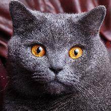 Британская короткошерстная кошка: особенности поведения и ухода (105 фото)