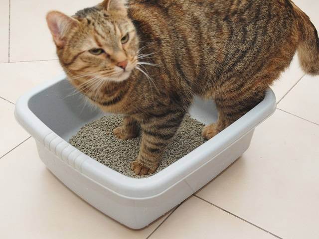 Как подобрать туалет для кошек?