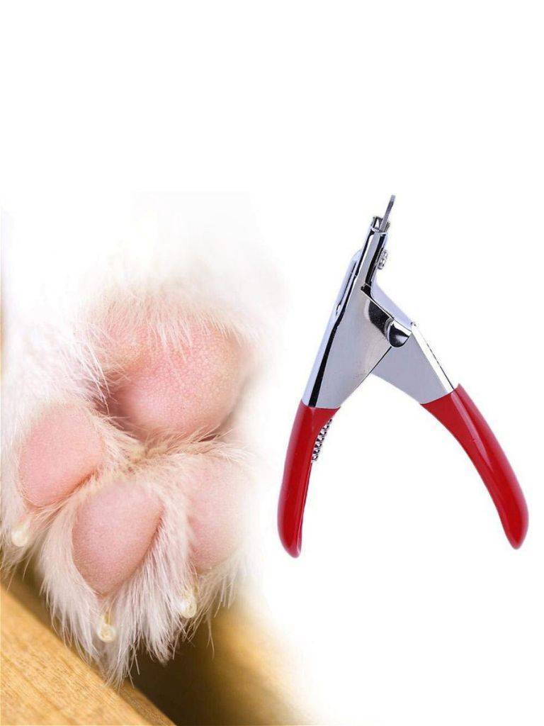 Как правильно подстричь когти кошке в домашних условиях, если она не даётся: можно ли стричь вообще?