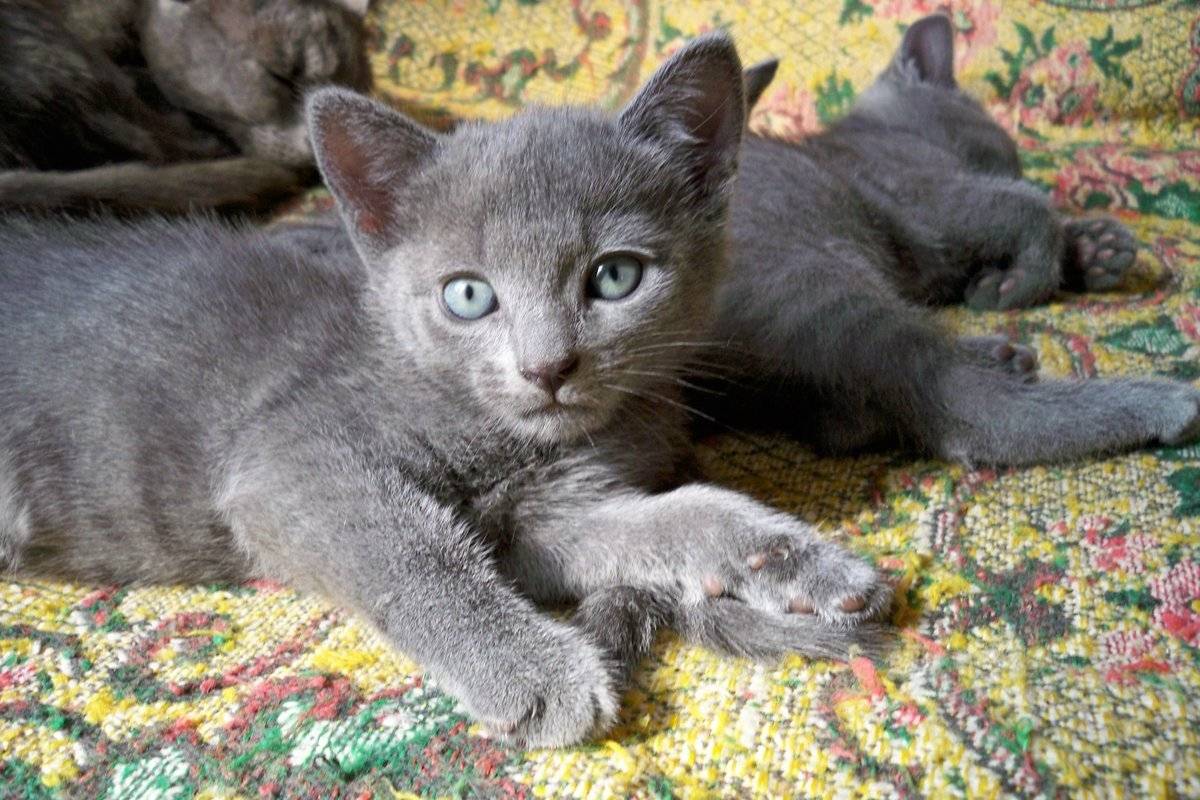 Русские кошки: названия пород (список), их история и описание, фото