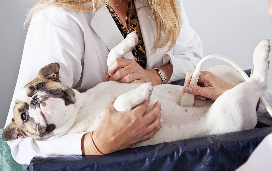 Ветклиника подольск "айболит". зачем нужна стерилизация кошки - ответы на вопросы