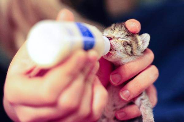 Новорожденный котенок: как ухаживать, сколько весит?