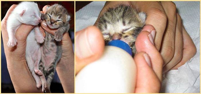 Как ухаживать за новорожденными котятами? | блог на vetspravka.ru