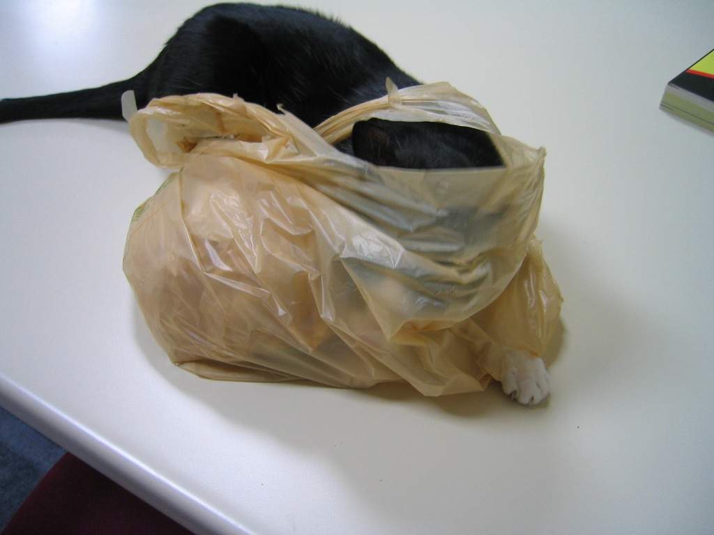Что делать, если кот съел пакет?
