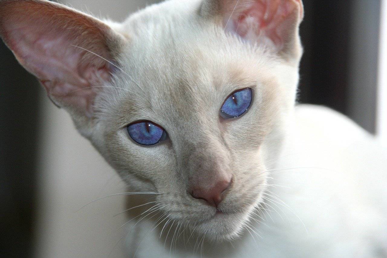 Белые и голубоглазые кошки: названия пород и особенности здоровья