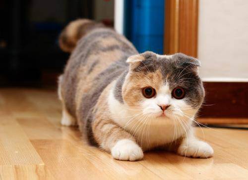 “плюшевый” кот: порода, фото и название, описание
