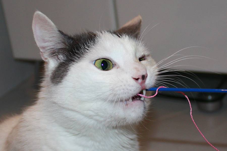 Возможные причины пены изо рта у кошки, как оказать первую помощь питомцу