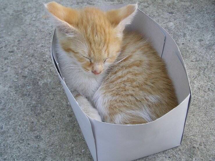 Почему кошки любят коробки и пакеты? ответы эксперта