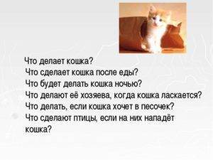 Кошка просит кота: что делать и как успокоить кошку | hill's pet