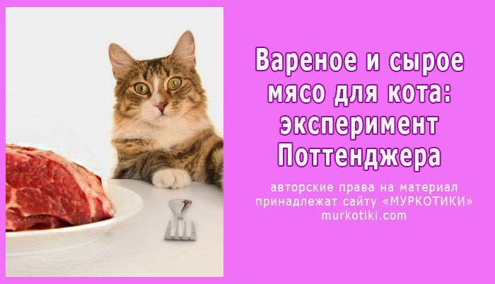 Можно ли кошке сырое мясо: виды, какое можно и нельзя, как правильно кормить кошку мясом