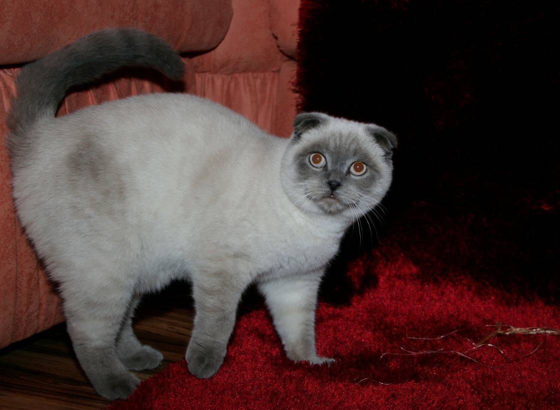 Сиамская кошка: описание породы с фото, особенности ухода и стоимость котят