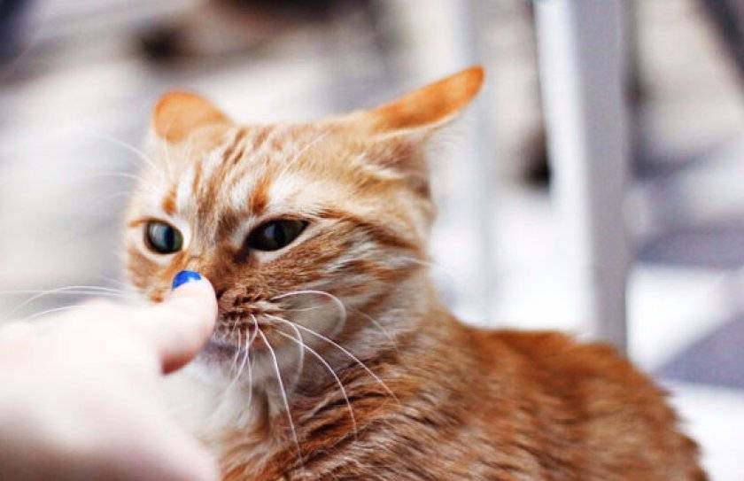 Почему кошка часто чихает?
