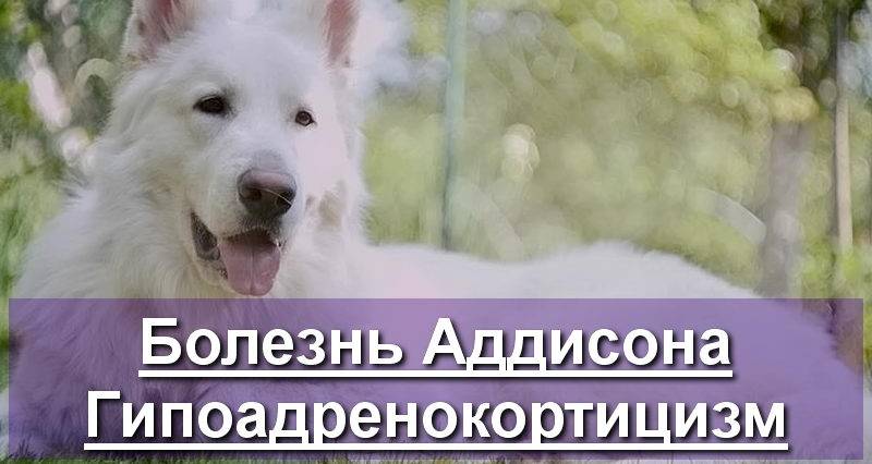 ᐉ гипоадренокортицизм (болезнь аддисона) - как лечить у собак - ➡ motildazoo.ru