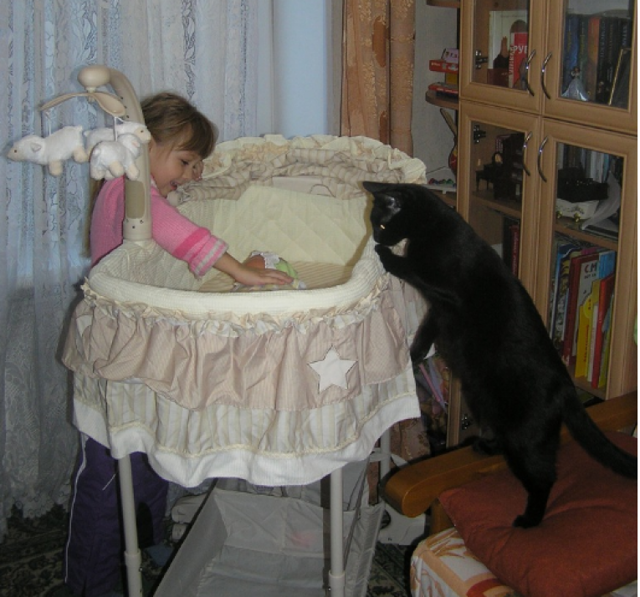 Кошки и маленькие дети: ответы на вопросы (faq) - коточек