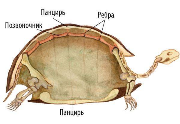 Как выглядит черепаха без панциря: описание, особенности и интересные факты