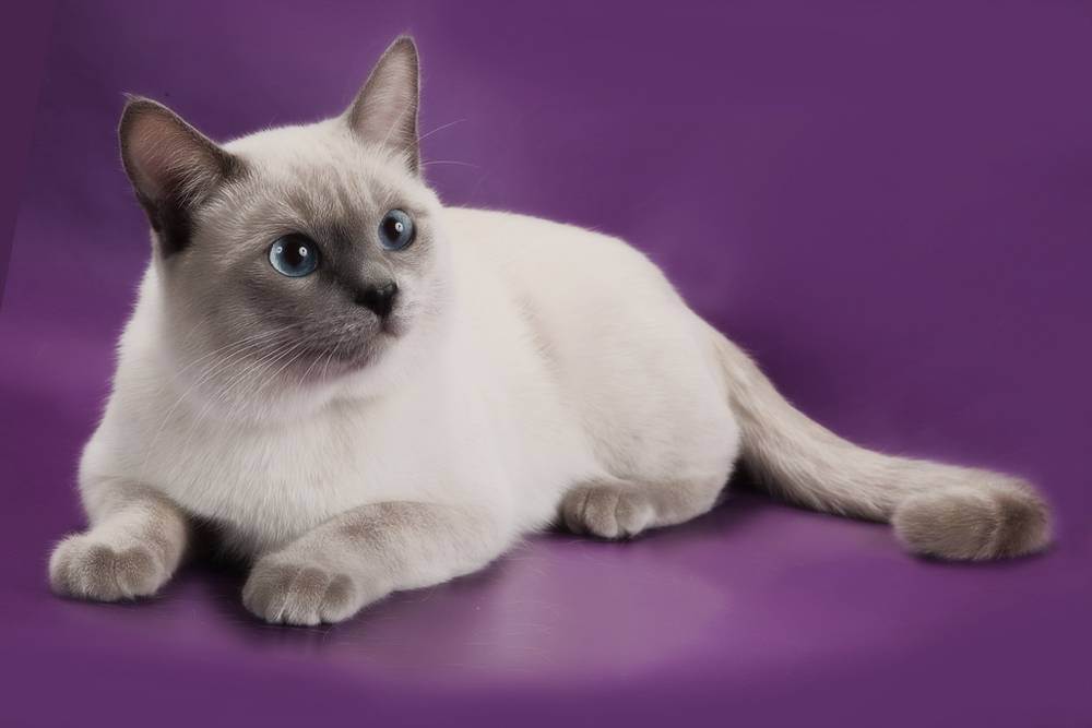 Тайская кошка - описание породы и характер кошки