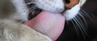 Почему появляются красные пятна на языке у кота?