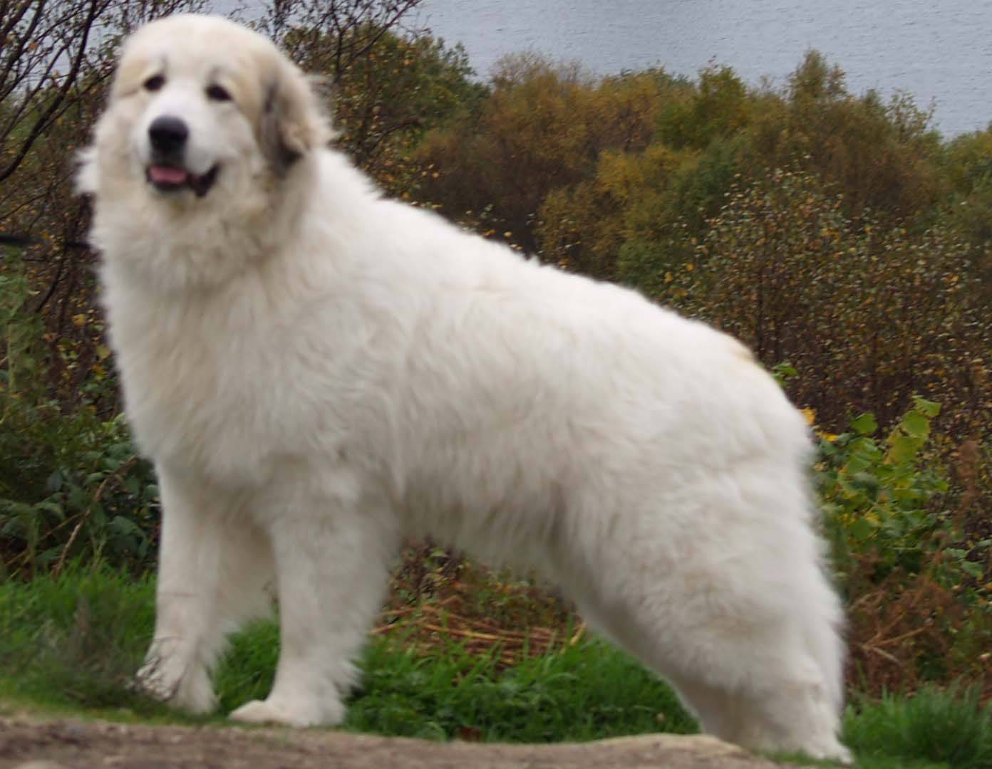 Пиренейская овчарка — описание породы собак
