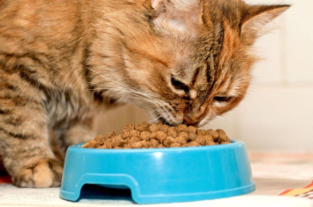 13 причин почему кот перестал есть - как накормить