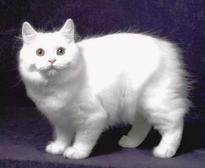 Кимрик (cеmric cat) кошка: подробное описание, фото, купить, видео, цена, содержание дома