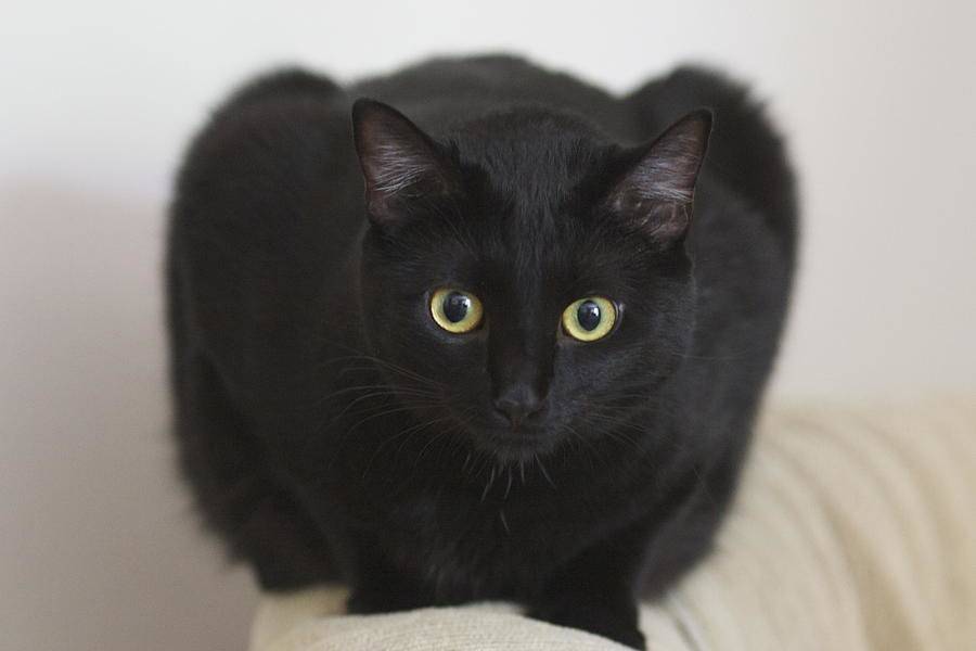 Топ-12 пород кошек с черно-белым окрасом