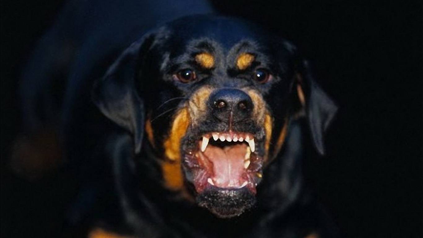 Агрессивные породы собак. описание, названия и фото самых агрессивных собак