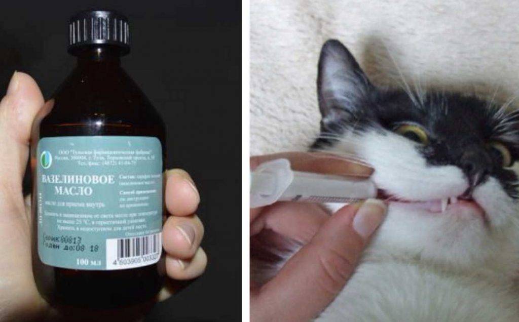 Вазелиновое масло для кошек и котов: дозировка, как применять, эффективность и недостатки