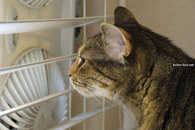 Как помочь кошке в летнюю жару