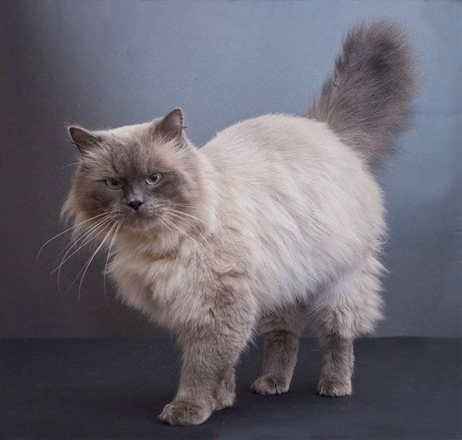 Британская длинношерстная кошка: особенности породы, история происхождения, фото