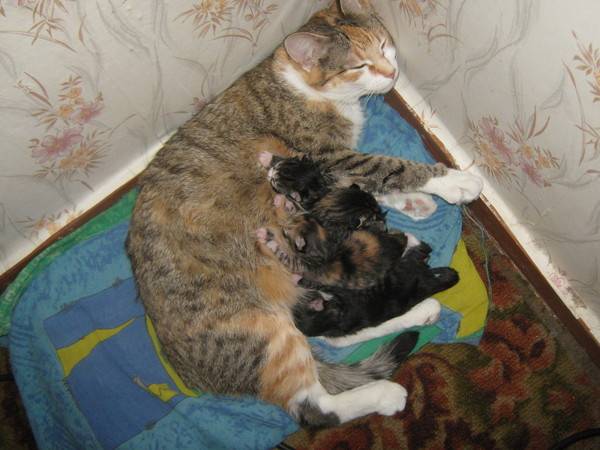 Кошка и котята после родов. Домик для родов кошки. Место для родов кошки. Домик для кошки с котятами после родов.