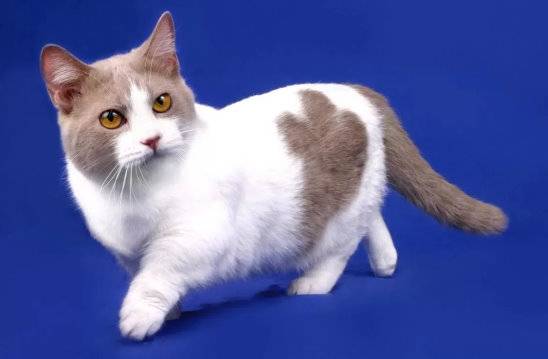 Кошка с короткими лапами манчкин, описание, характеристики, фото