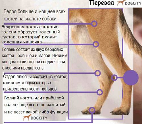 Пателла у собак: признаки, лечение, предрасположенность пород
