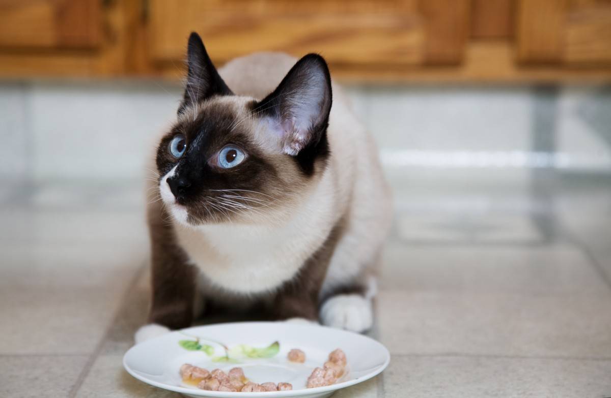 Чем кормить тайскую кошку?