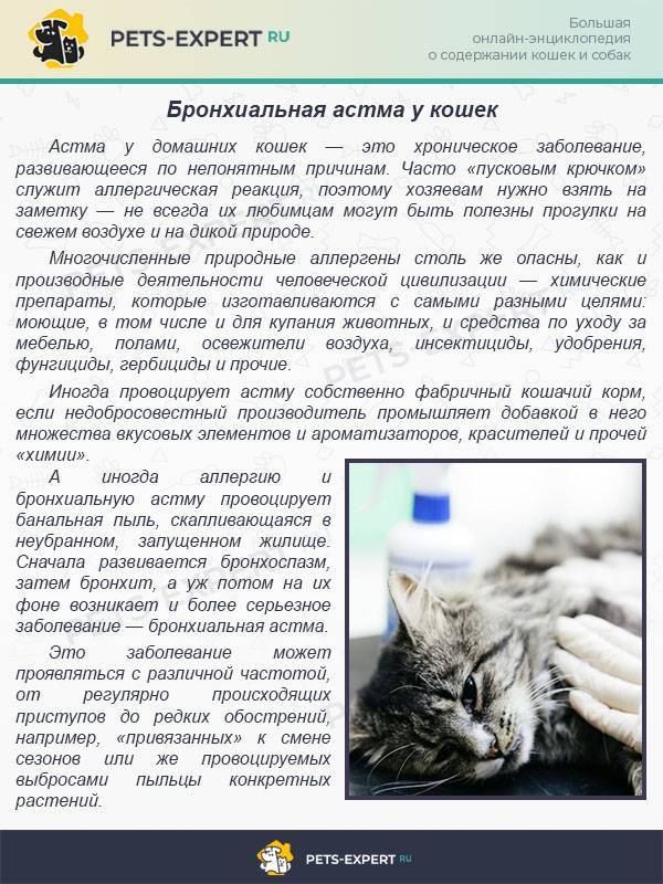Причины возникновения и методы лечения кашля, когда коты хрипят, вытягиваются и прижимаются к полу