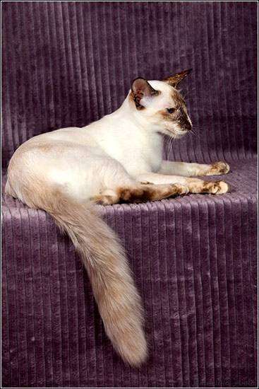 Балинезийская кошка или полинезийский кот