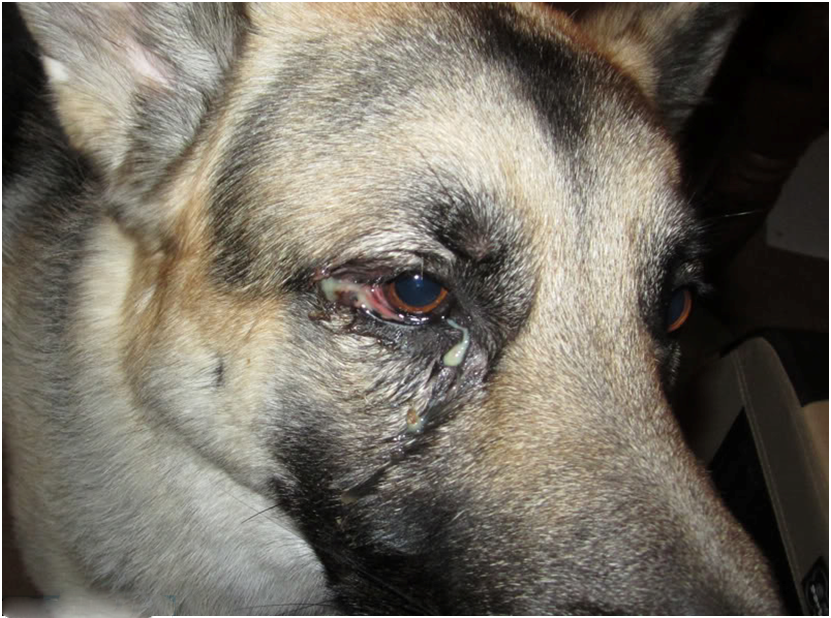 Почему у собаки красные глаза: причины и лечение.