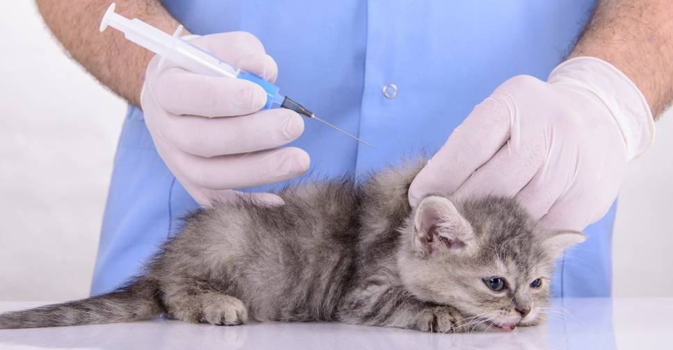 Обязательные прививки котятам: какие вакцины и в каком возрасте питомца нужно делать вакцинацию