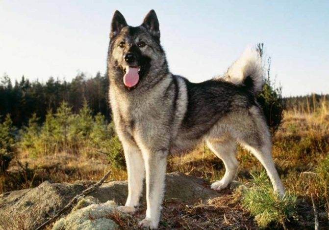 Собака с короткими лапами и большими ушами порода похожая на лису