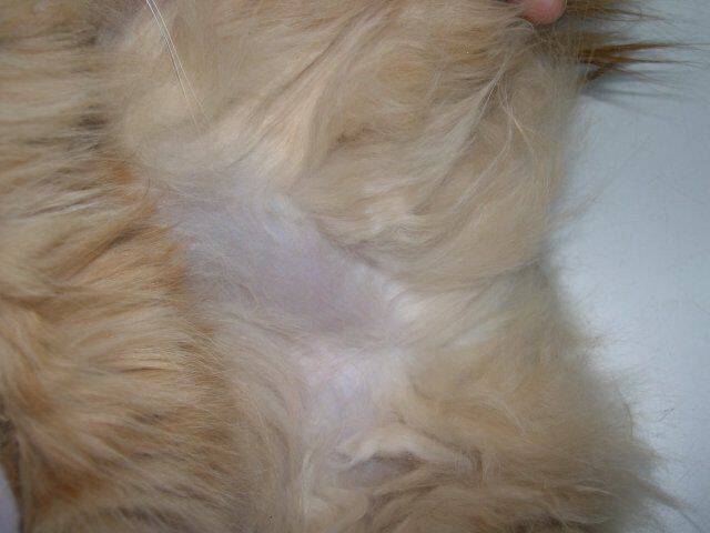 Почему у кошки выпадает шерсть клоками и появились болячки на коже: болячки на спине и голове
