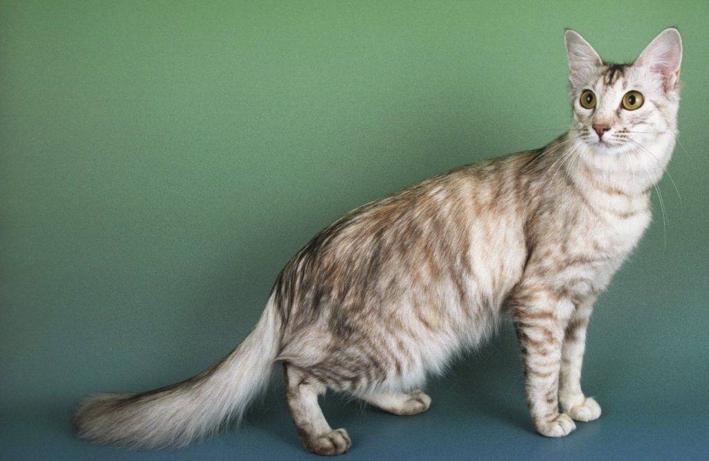 Полудлинношерстные кошки | все породы среднешерстных котов с фото и названиями