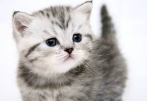Сколько стоит британская кошка – цена породистого котенка