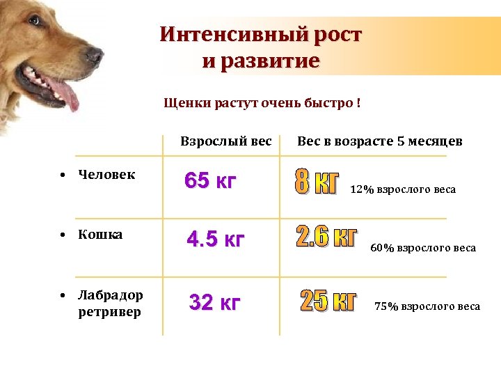 ᐉ что значит алиментный щенок? - zooshop-76.ru