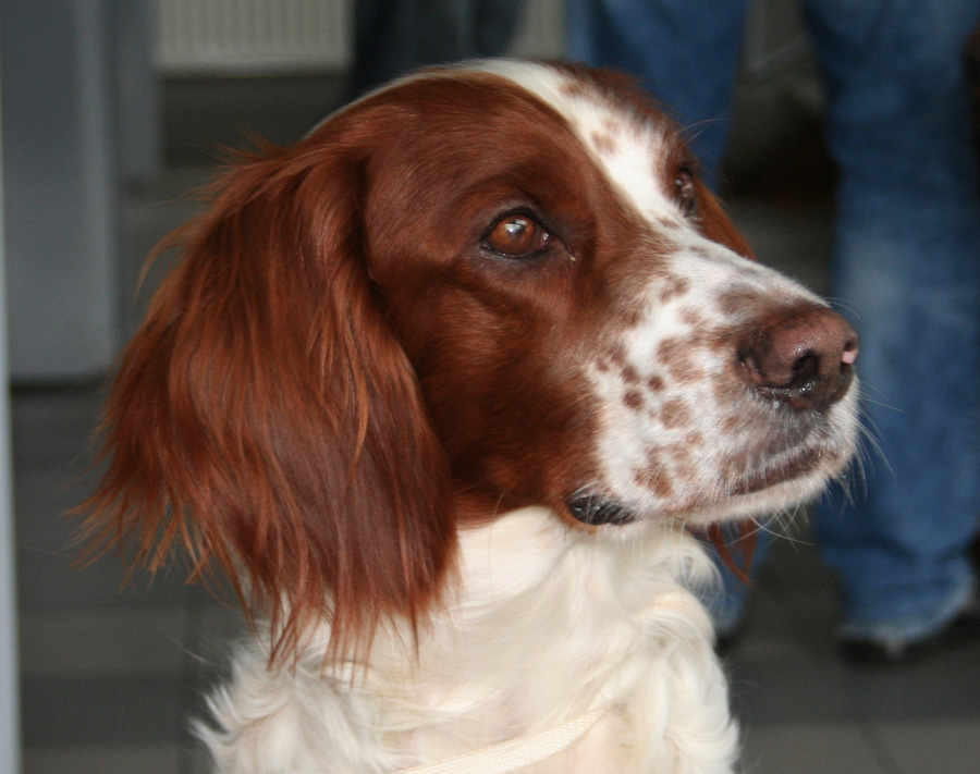 Ирландский сеттер: фото, характеристика, описание породы, характер собаки, необходимый уход и содержание с отзывами