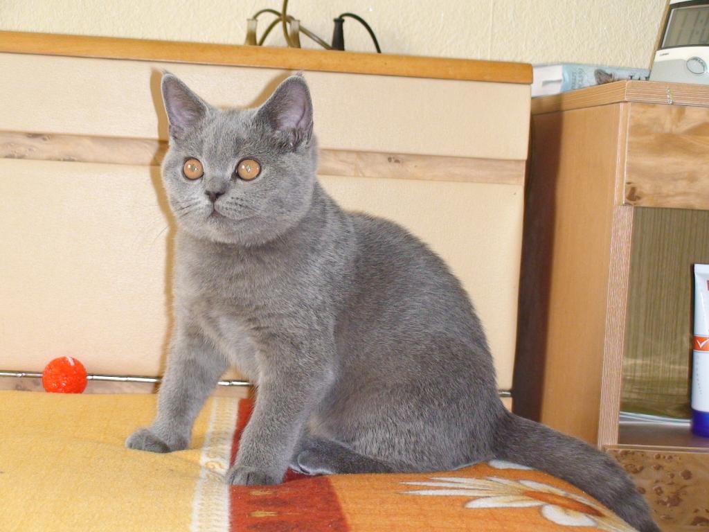 Британская короткошерстная кошка: описание, характер, 33 фото - kisa.su