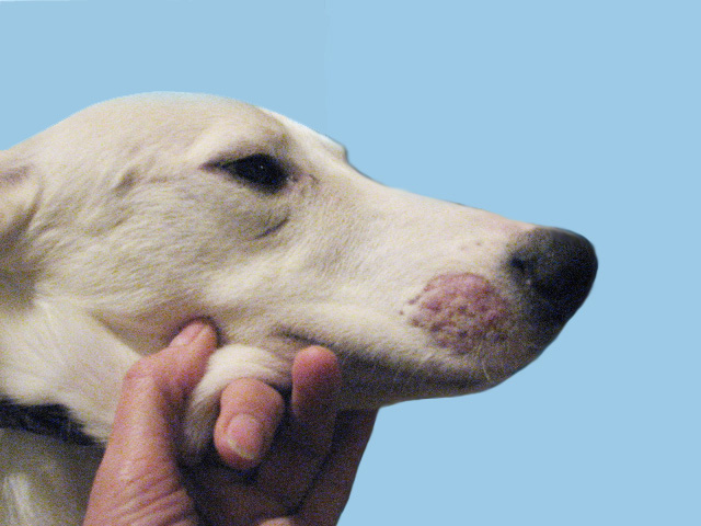 Лишай у собаки – фото, признаки и лечение