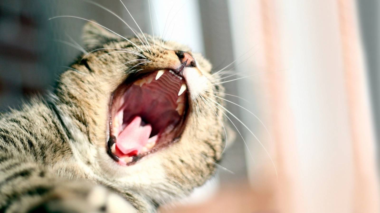 Почему кошка часто зевает