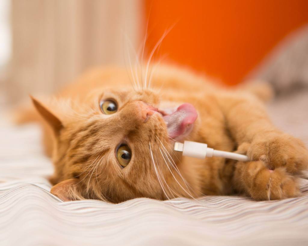 Как кота отучить грызть провода? почему коты, кошки и котята едят провода и зарядки? как правильно защитить провода?
