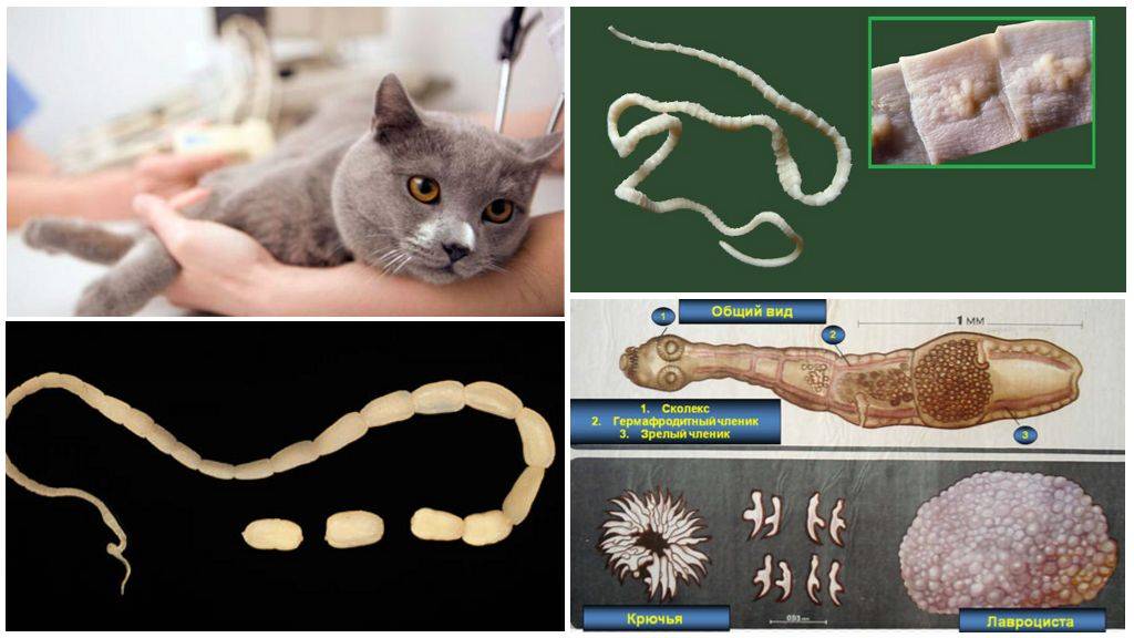 Можно ли заразиться глистами от кошки: пути заражения и наиболее опасные виды гельминтов